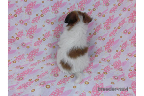 成約済の千葉県のパピヨン-180464の16枚目