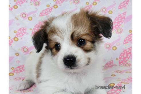 成約済の千葉県のパピヨン-180464の15枚目