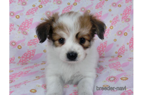 成約済の千葉県のパピヨン-180464の14枚目