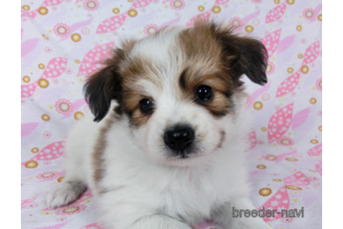 成約済の千葉県のパピヨン-180464の13枚目