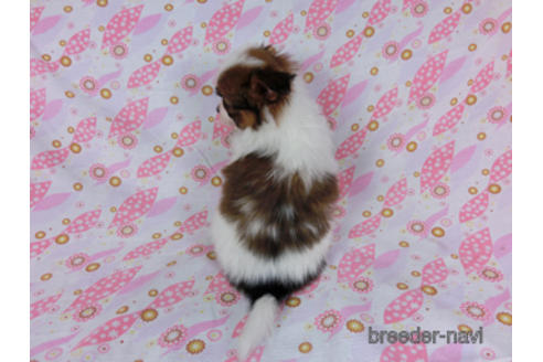 成約済の千葉県のパピヨン-180468の12枚目