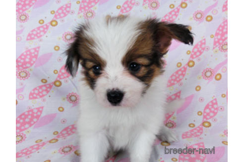 成約済の千葉県のパピヨン-180468の11枚目