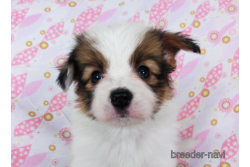 成約済の千葉県のパピヨン-180468の10枚目