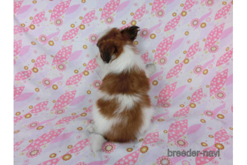 成約済の千葉県のパピヨン-180471の16枚目