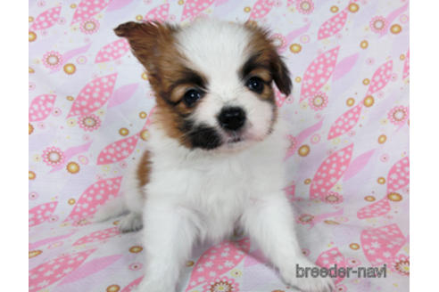 成約済の千葉県のパピヨン-180471の15枚目