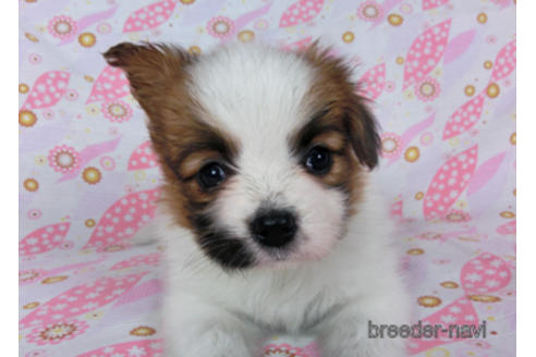 成約済の千葉県のパピヨン-180471の14枚目