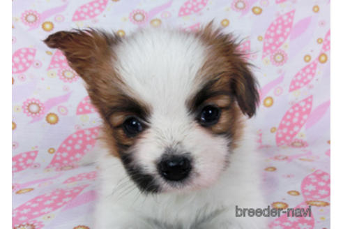 成約済の千葉県のパピヨン-180471の13枚目