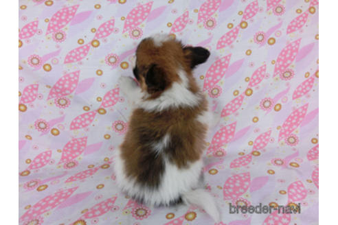 成約済の千葉県のパピヨン-180473の4枚目