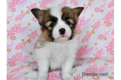 成約済の千葉県のパピヨン-180473の3枚目