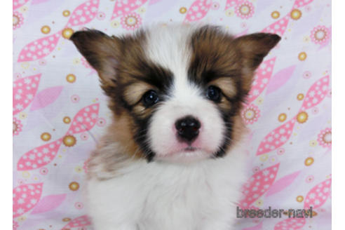 成約済の千葉県のパピヨン-180473の2枚目