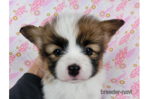 成約済の千葉県のパピヨン-180473の1枚目