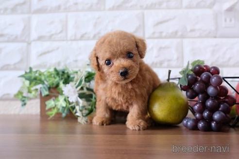 成約済の滋賀県のトイプードル-179978