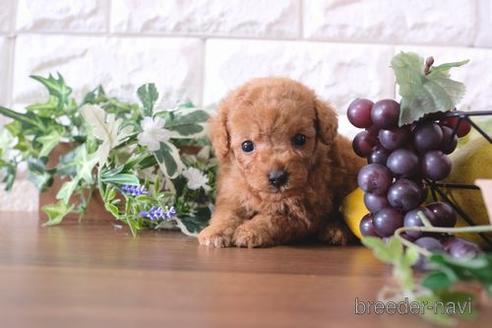 成約済の滋賀県のトイプードル-179978の3枚目