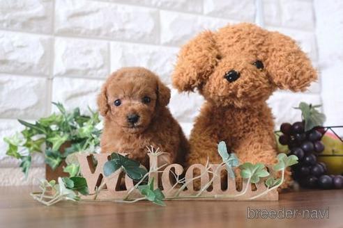 成約済の滋賀県のトイプードル-179978の2枚目