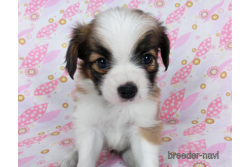 成約済の千葉県のパピヨン-180474の11枚目