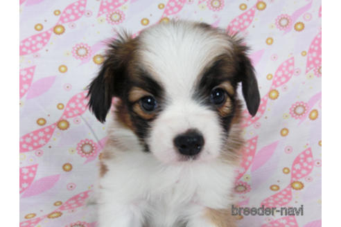 成約済の千葉県のパピヨン-180474の10枚目