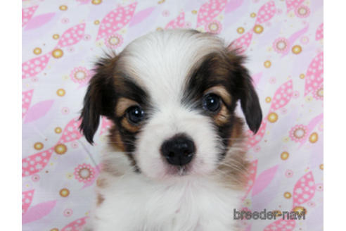 成約済の千葉県のパピヨン-180474の9枚目