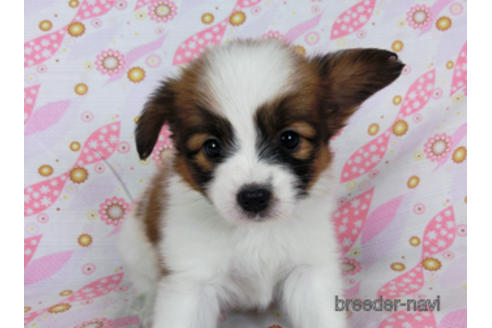 成約済の千葉県のパピヨン-180476の15枚目