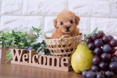 成約済の滋賀県のトイプードル-179979