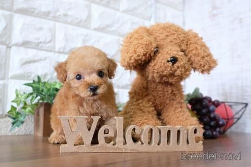 成約済の滋賀県のトイプードル-179979の7枚目