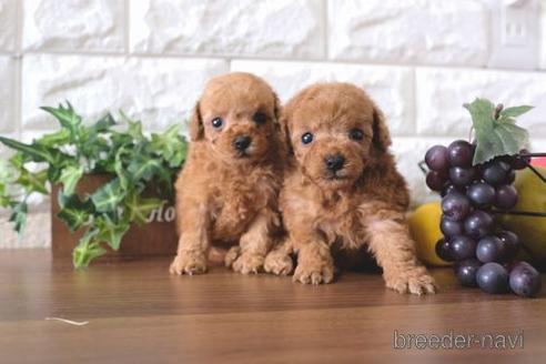 成約済の滋賀県のトイプードル-179979の4枚目