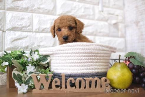 成約済の滋賀県のトイプードル-179980の7枚目