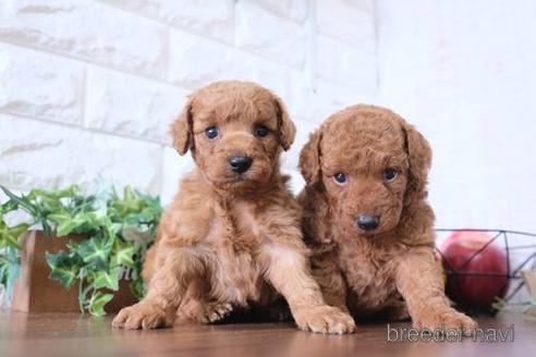 成約済の滋賀県のトイプードル-179980の4枚目