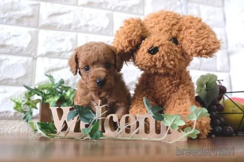 成約済の滋賀県のトイプードル-179980の3枚目