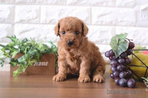 成約済の滋賀県のトイプードル-179980の2枚目