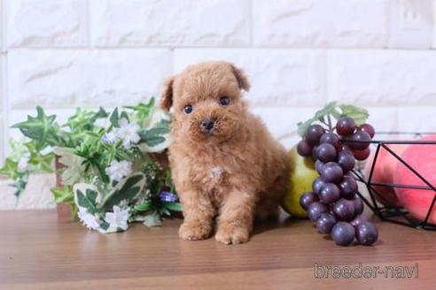 成約済の滋賀県のトイプードル-180861