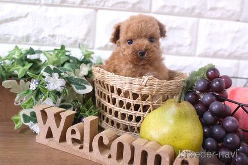 成約済の滋賀県のトイプードル-180861の6枚目