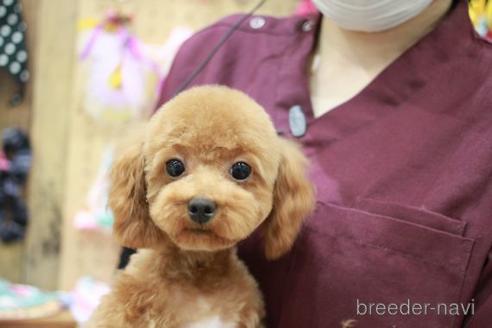 成約済の滋賀県のトイプードル-180861の4枚目