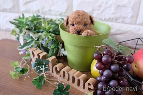 成約済の滋賀県のトイプードル-180861の3枚目