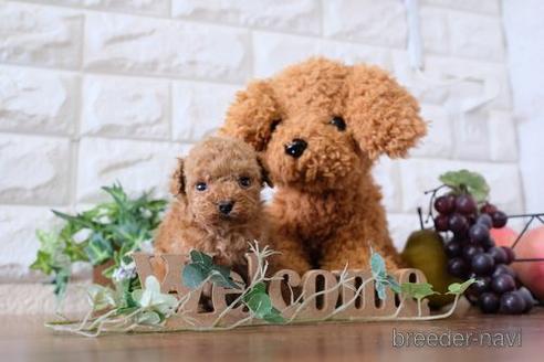 成約済の滋賀県のトイプードル-180861の2枚目