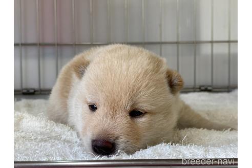 成約済の岡山県の柴犬-182063の3枚目