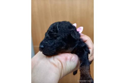 成約済の大阪府のティーカッププードル-180723の5枚目
