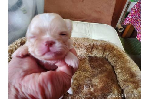 成約済の神奈川県のチワワ(ロングコート)-182065の12枚目