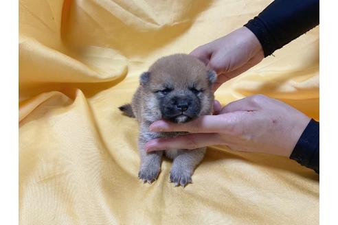 成約済の奈良県の豆柴-182066の4枚目