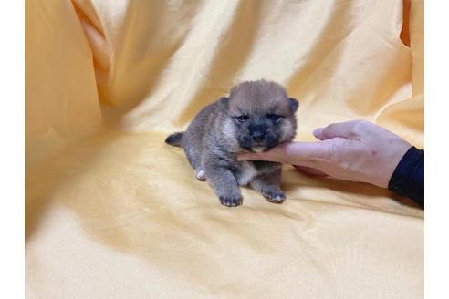 成約済の奈良県の豆柴-182071の4枚目