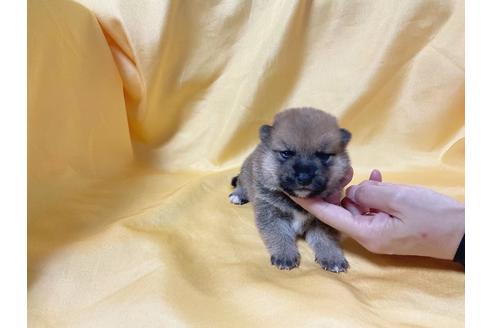 成約済の奈良県の豆柴-182071の2枚目