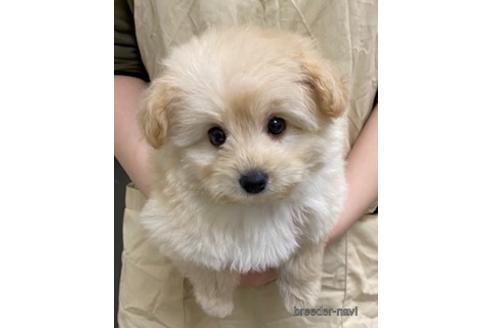 成約済の北海道のミックス犬-182075の1枚目