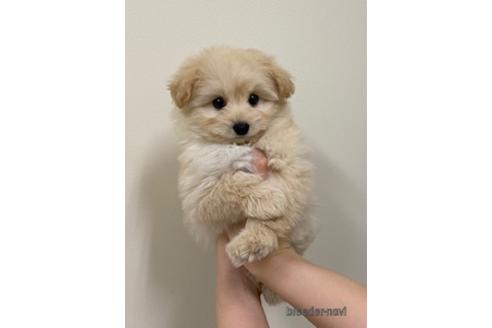 成約済の北海道のミックス犬-182075の2枚目