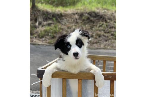 成約済の鹿児島県のボーダーコリー-171393の1枚目