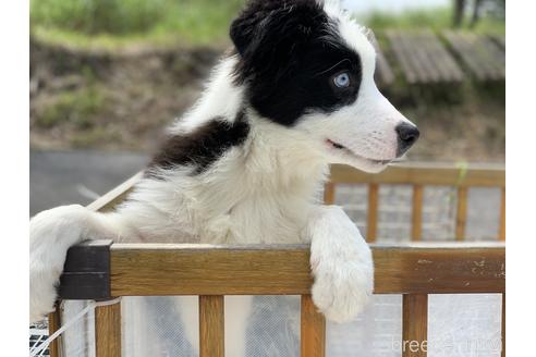 成約済の鹿児島県のボーダーコリー-171393の4枚目