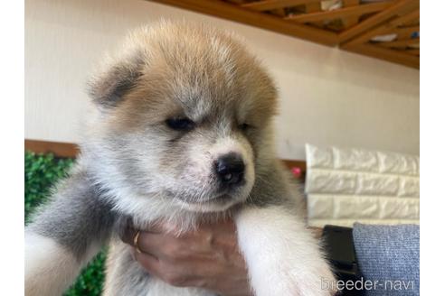 成約済の愛知県の秋田犬-182152の15枚目