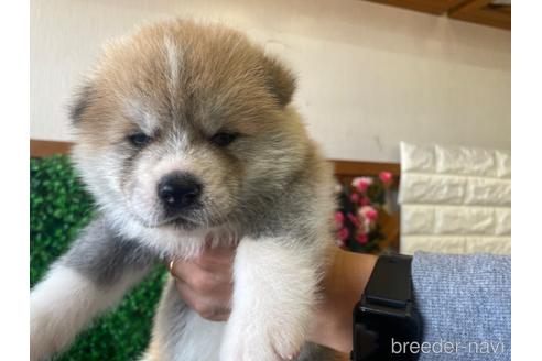 成約済の愛知県の秋田犬-182152の16枚目