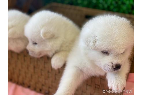 成約済の愛知県の秋田犬-180951の10枚目