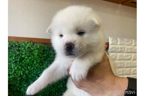 成約済の愛知県の秋田犬-180951の11枚目