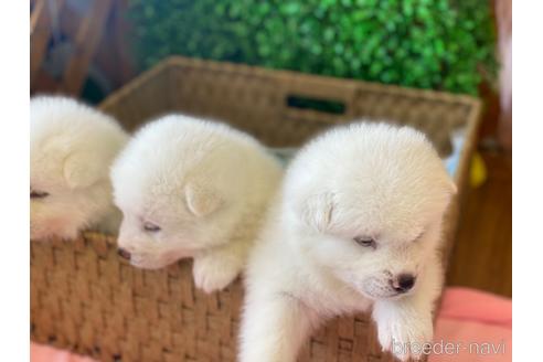 成約済の愛知県の秋田犬-180951の13枚目