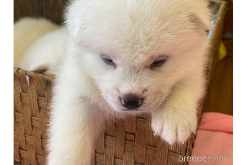 成約済の愛知県の秋田犬-180951の3枚目